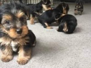 Yorkshire Terrier puppies available for new home +1(443) 877 9202