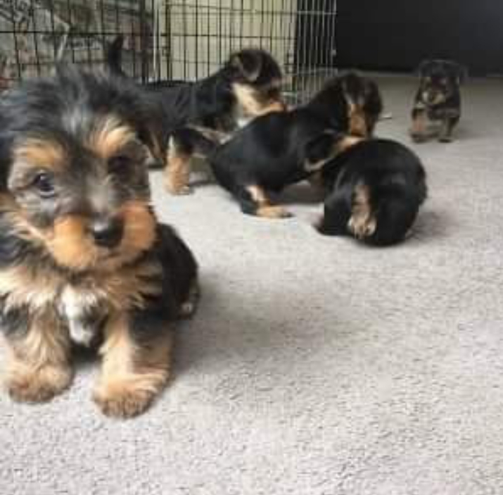 Yorkshire Terrier puppies available for new home +1(443) 877 9202