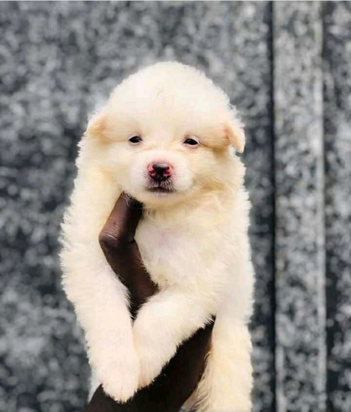 purebred eskimo puppies for sale