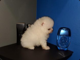 Teddy Face White Pomeranian Puppy