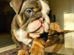 ENGLISH BULLDOG PUPPIES