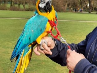 Blue And Gold Macaw Female