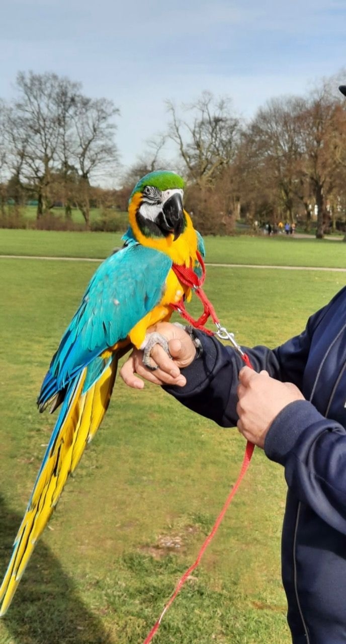 Blue And Gold Macaw Female