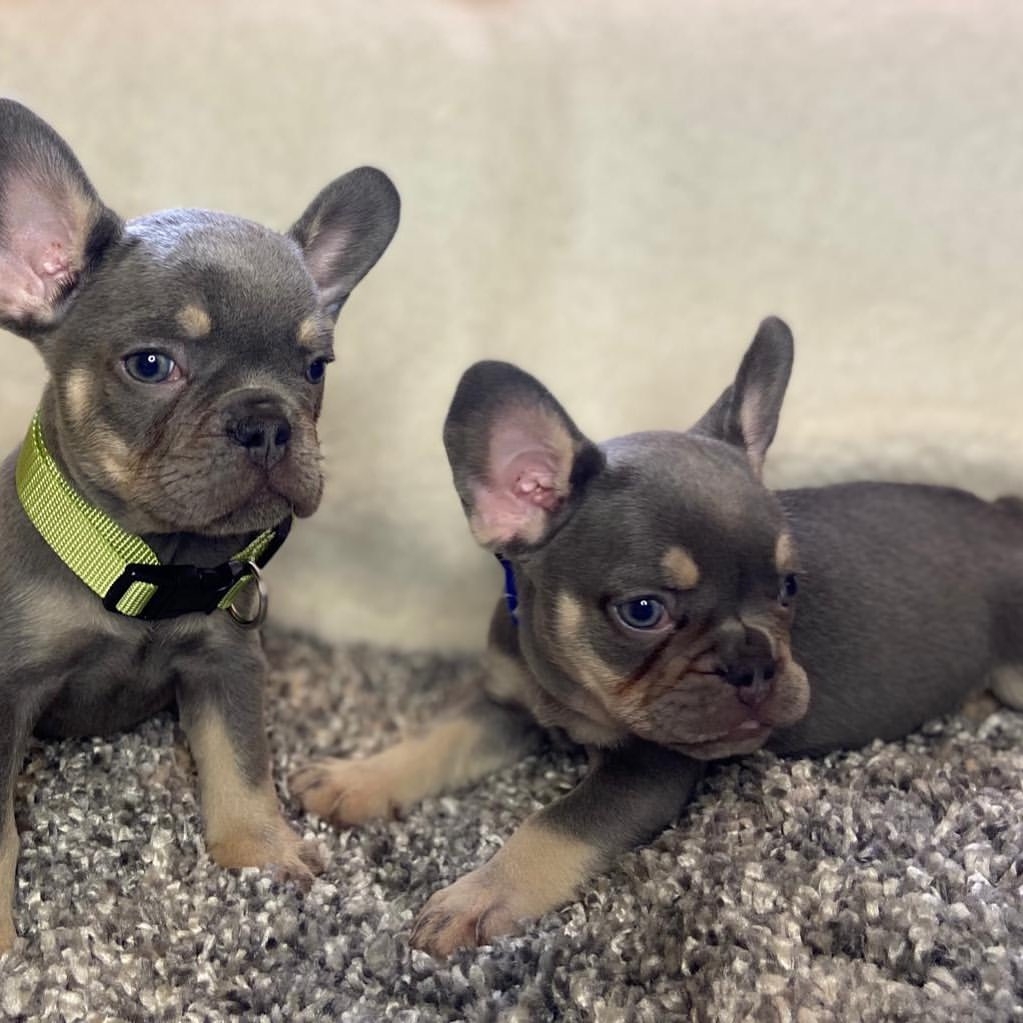 Frenchies available