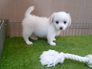 pets puppies for sale near Me