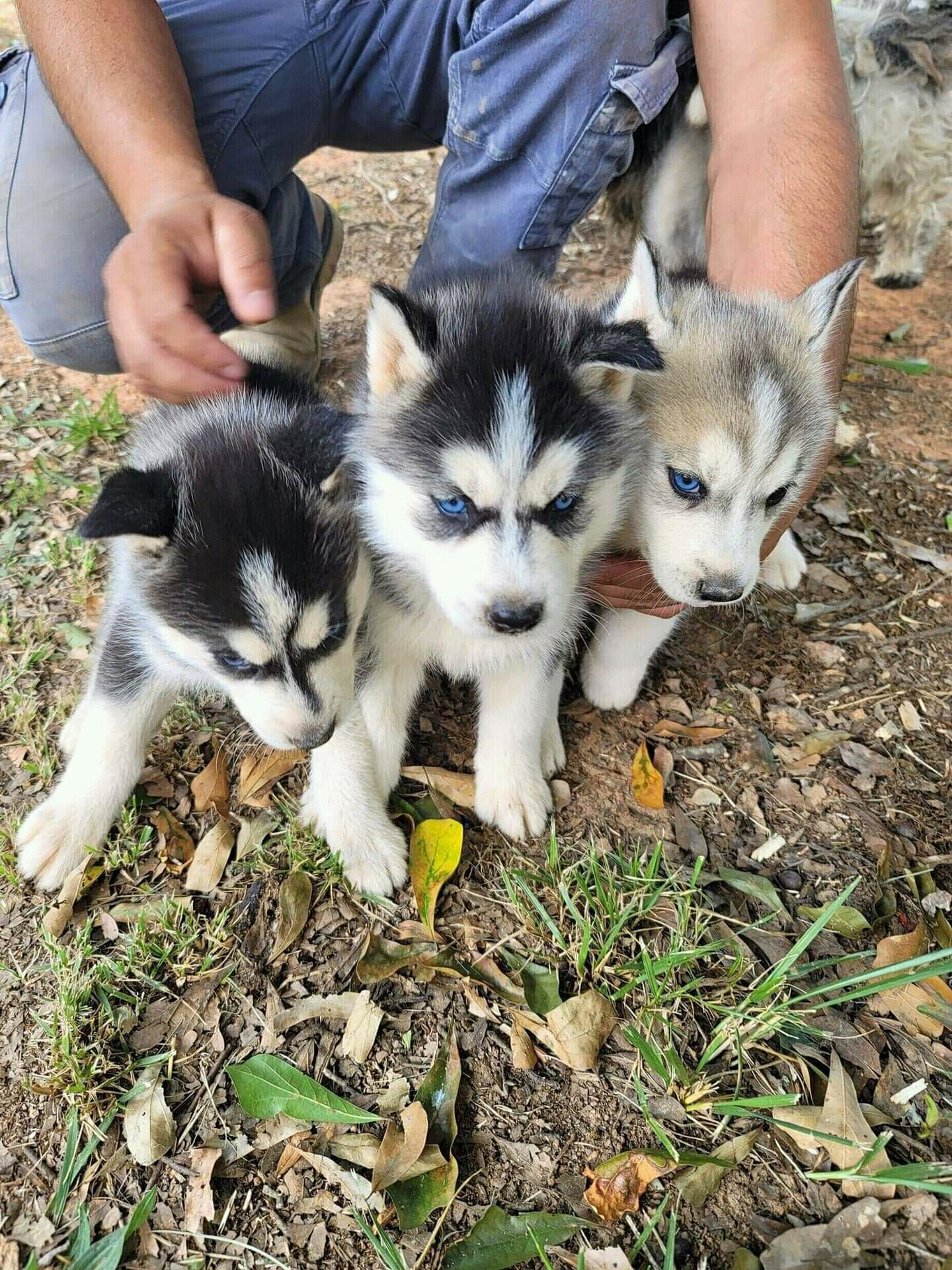 husky puppies ready for new home