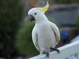 cockatoo parrots available contact for more details