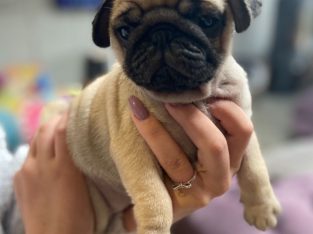 PUG puppies for sale NEAR ME