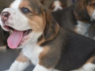 LOVELY BEAGLES PUPPY