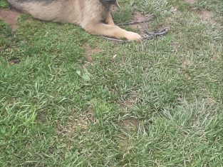 German shepherd  , Sable , FEMALE