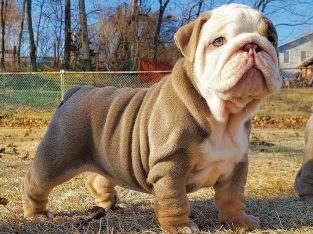 english bulldogs now available