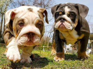 French and English bulldogs available contact for more infor