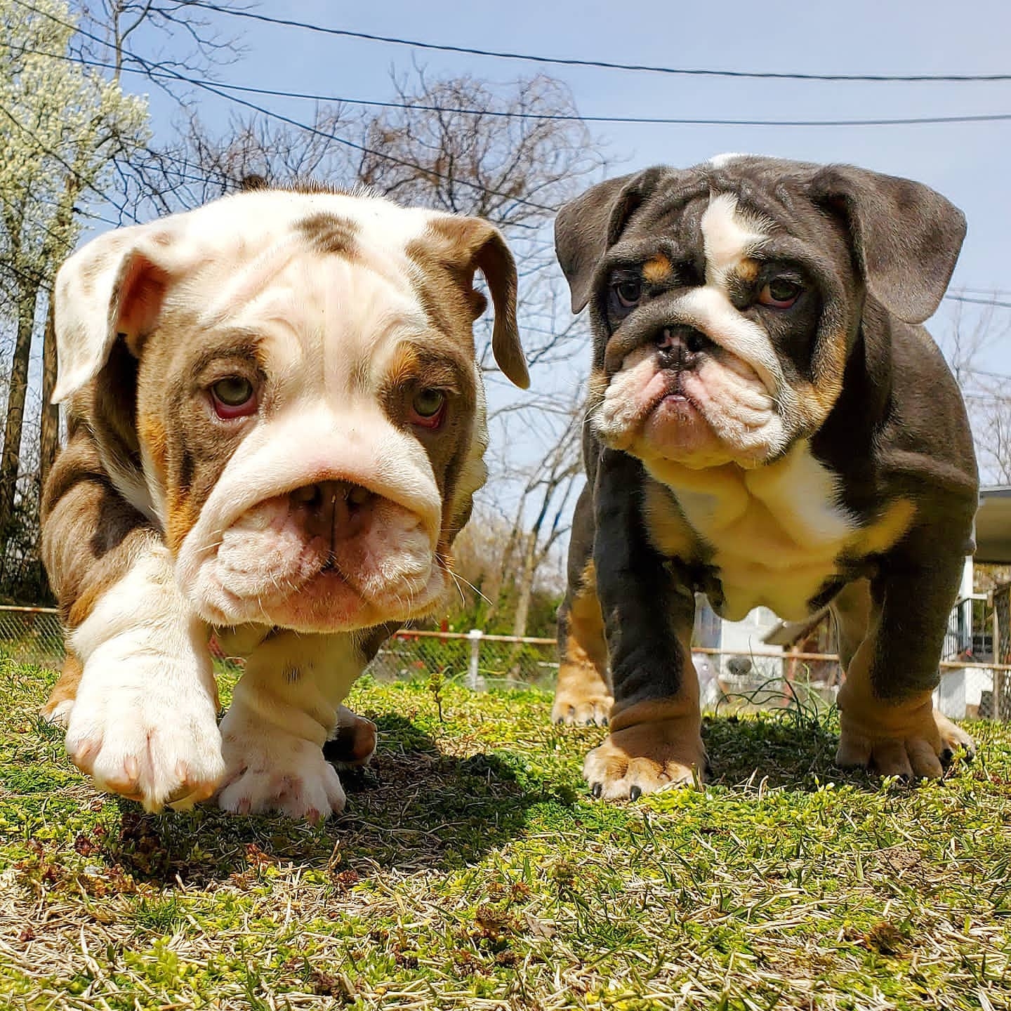 French and English bulldogs available contact for more infor