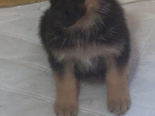 German Shepherd Female Puppies FOR SALE with papers!!!! STARTING PRICE 200. LOWEST PRICE OPEN FOR DISCUSSION NO LESS THAN HALF OF STARTING PRICE..