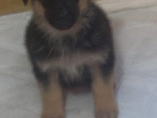 GERMAN SHEPHERD PUPPIES FOR SALE WITH PAPERS