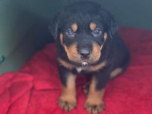 cute rottweiler