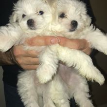 Maltese puppies