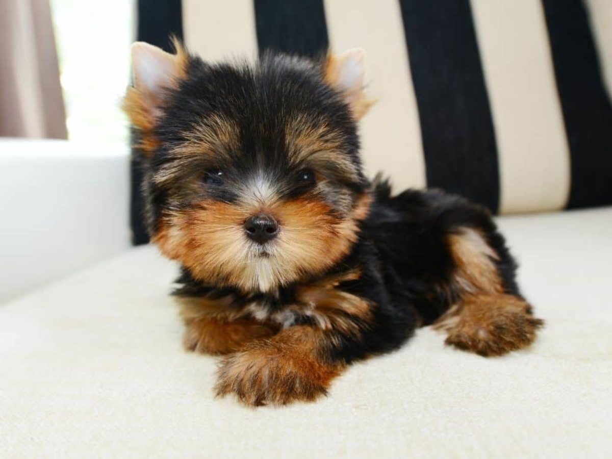 Affordable home train teacup yorkie puppies
