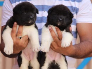 Affordable and playful Akita puppies available.. 7300930479