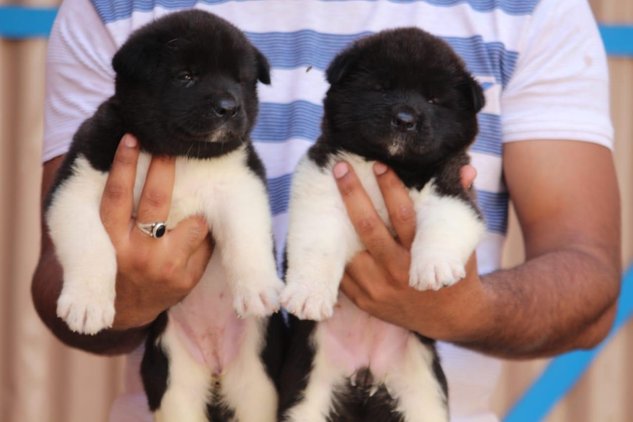 Affordable and playful Akita puppies available.. 7300930479