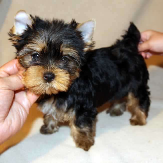 Healthy Party Teacup yorkie puppies r