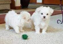 super adorable Maltese puppies for sale