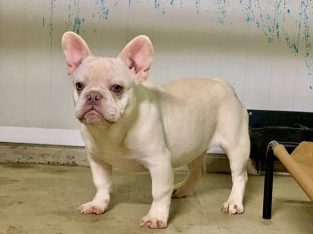 8  months French bull dog for adoption