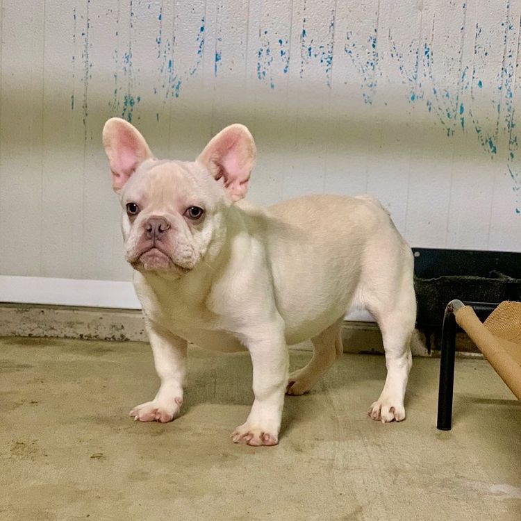8  months French bull dog for adoption