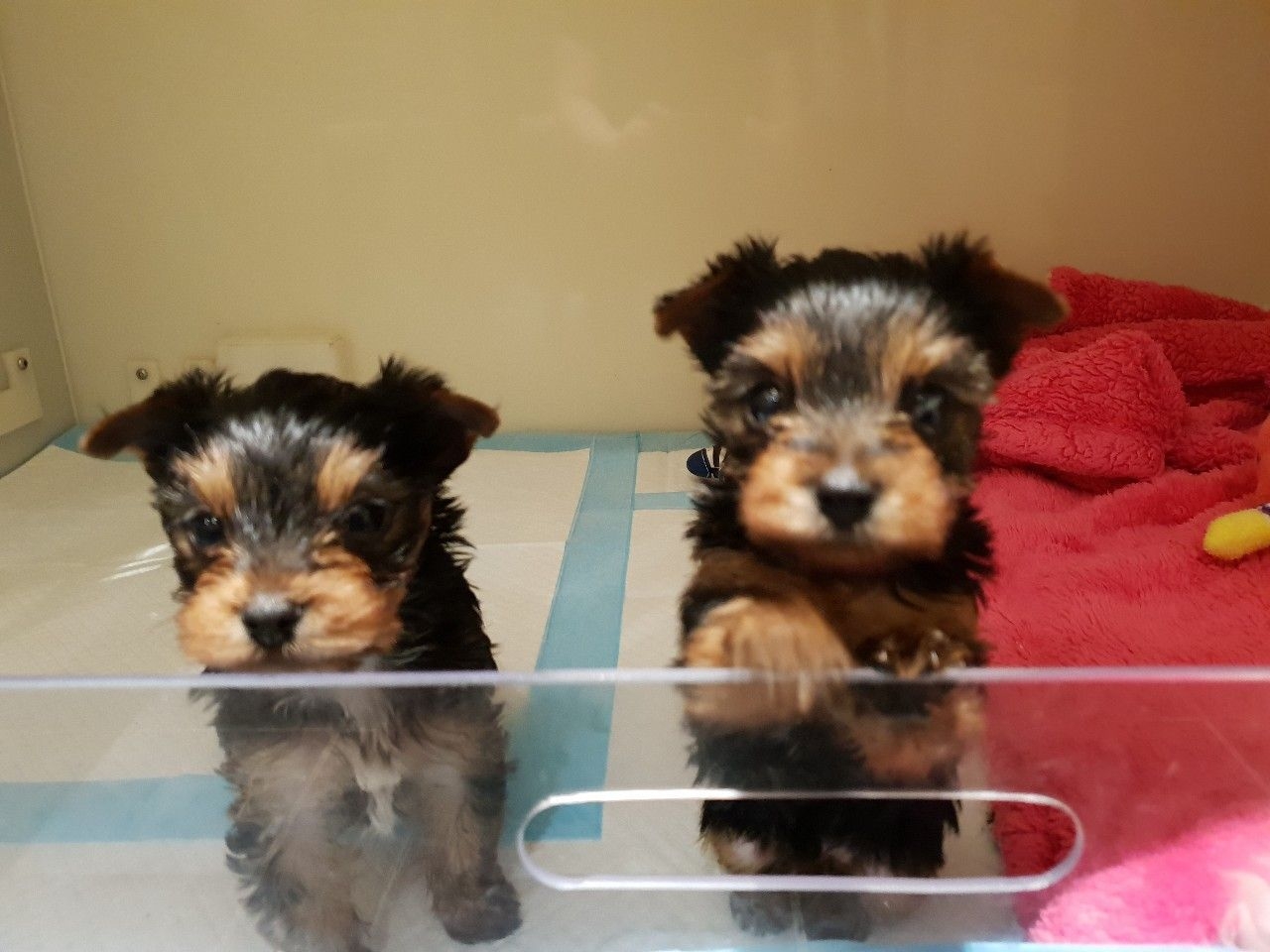 Two Super Adorable Teacup Yorkie Puppies Available
