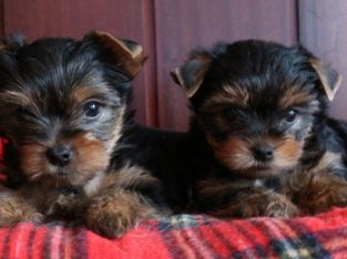 Two Awesome TeaCup Yorkie Puppies Available