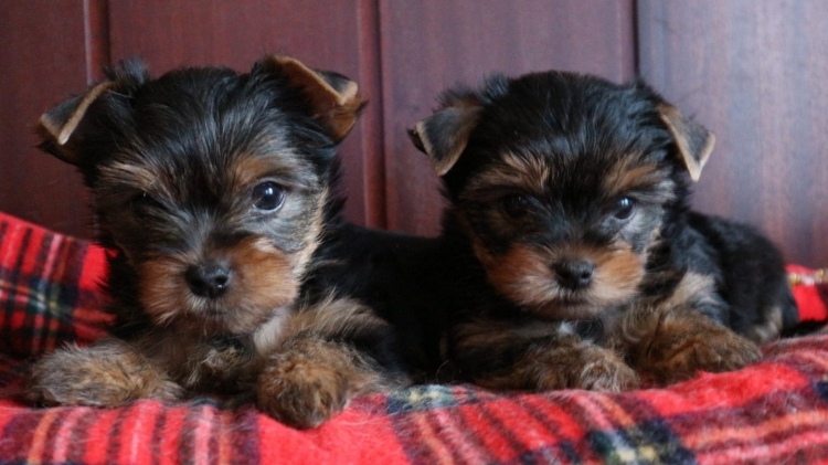 Two Awesome TeaCup Yorkie Puppies Available