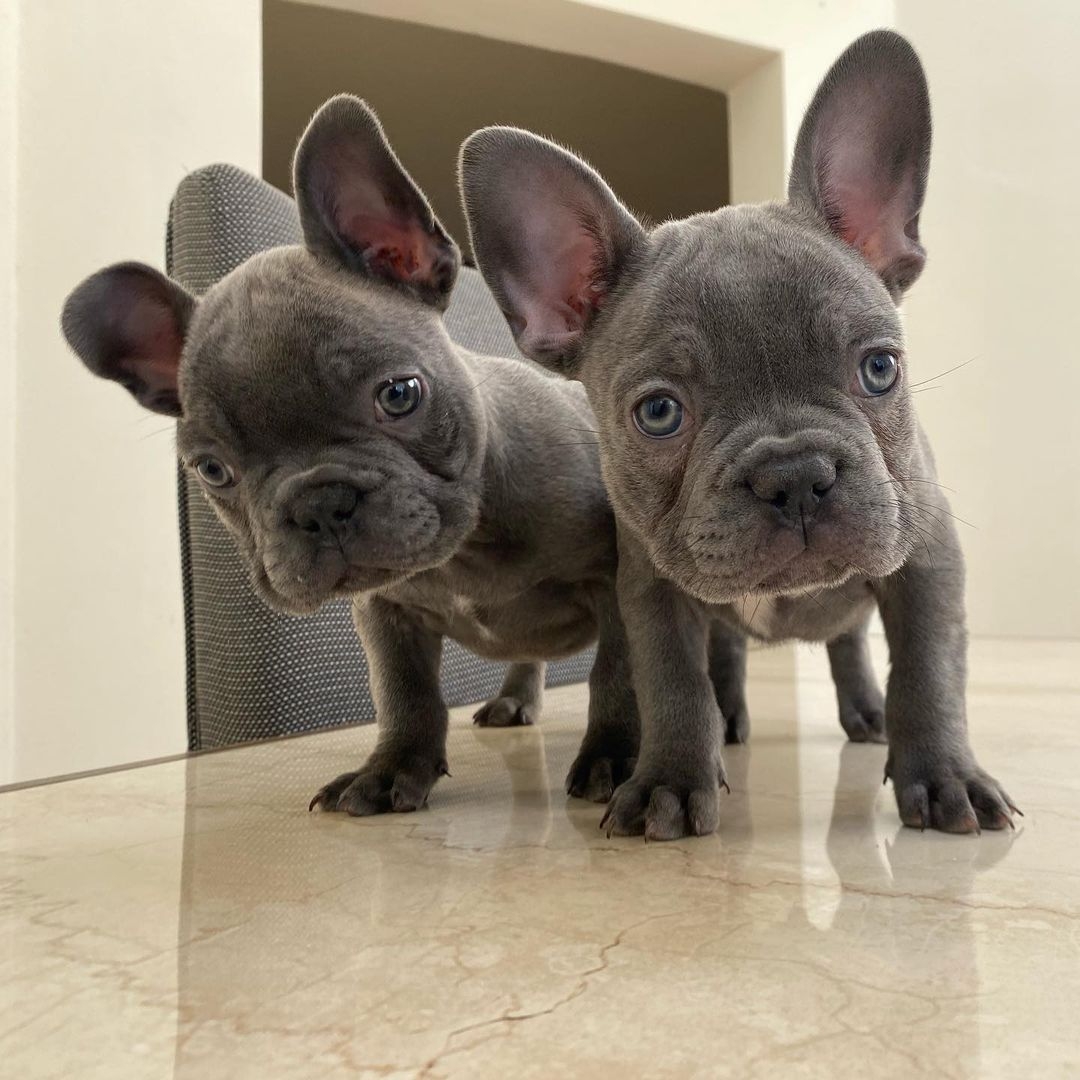 Pair of adorable Frenchie puppies