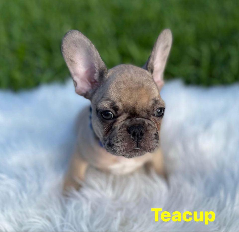 Teacup French Bulldog Puppies For Sale