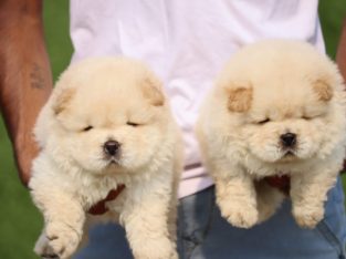 Chow chow puppies for a lovely home.. 7300930479