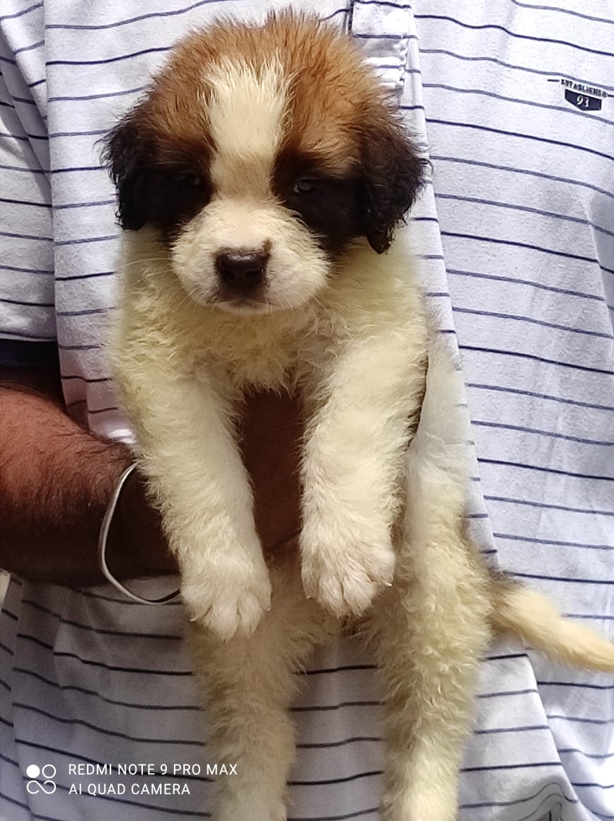 Show quality lovely Saint Bernard puppies available.. 7300930479
