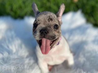 French Bulldog Puppies for sale