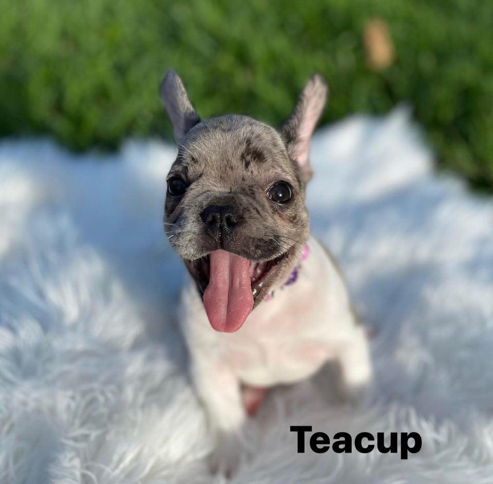 French Bulldog Puppies for sale