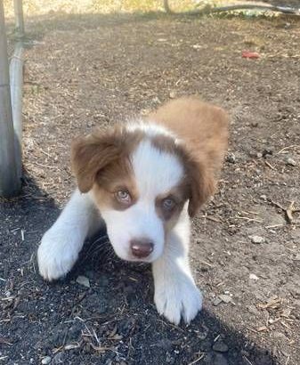Australian shepherd puppies