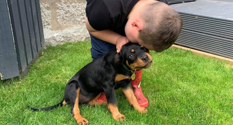 Rottweiler puppy
