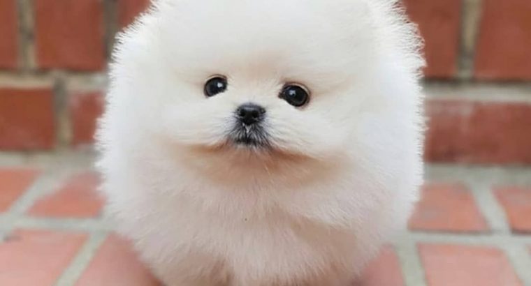 Pomeranian