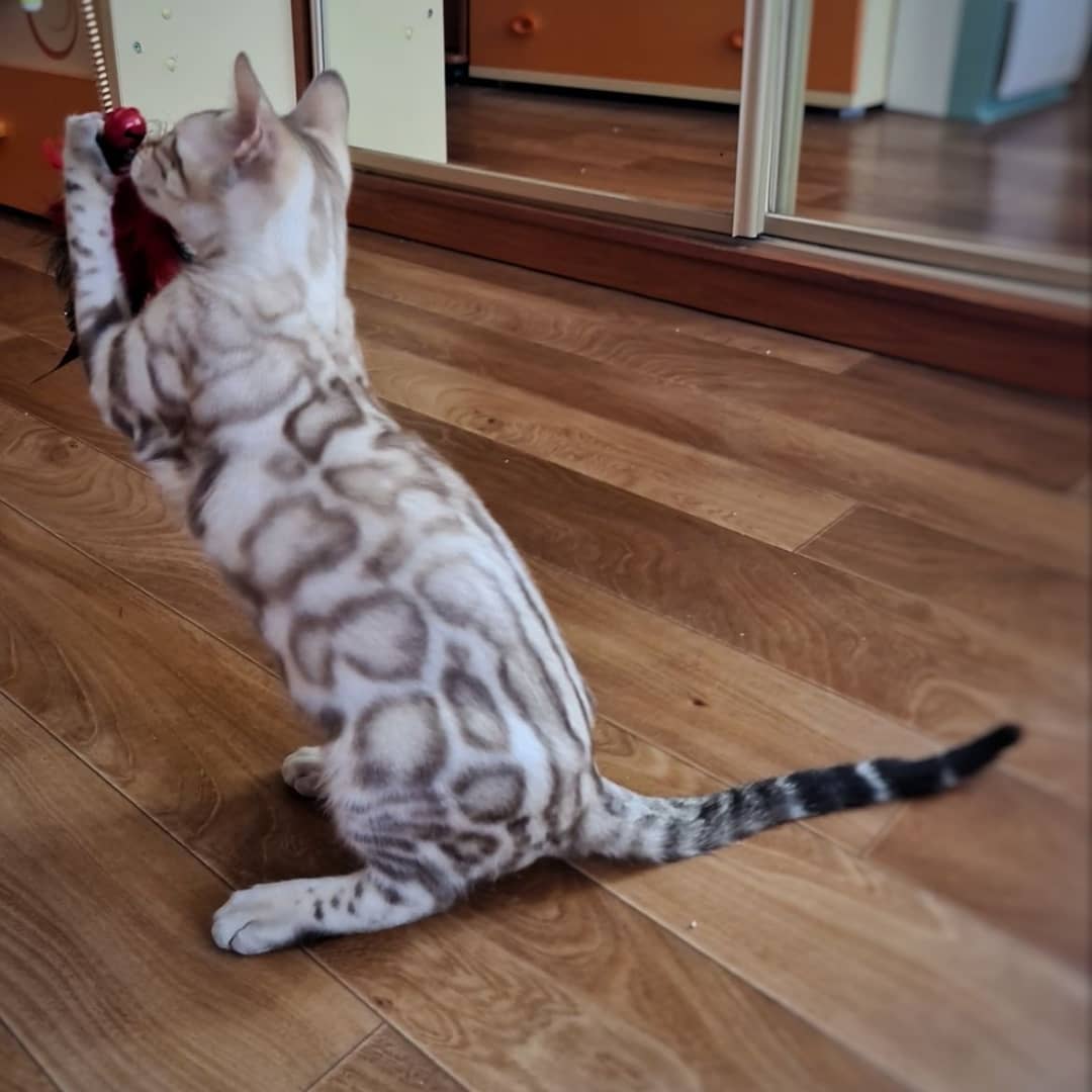 Bengal Kitten for adoption