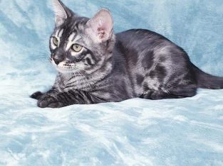 Bengal Kitten for sale
