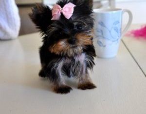Adorable Cute Teacup Yorkie Pups Ready