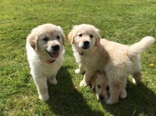 Beautiful Kc Golden Retriever Puppies