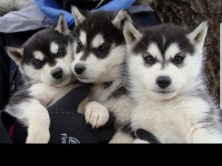 male and female Siberian husky puppies