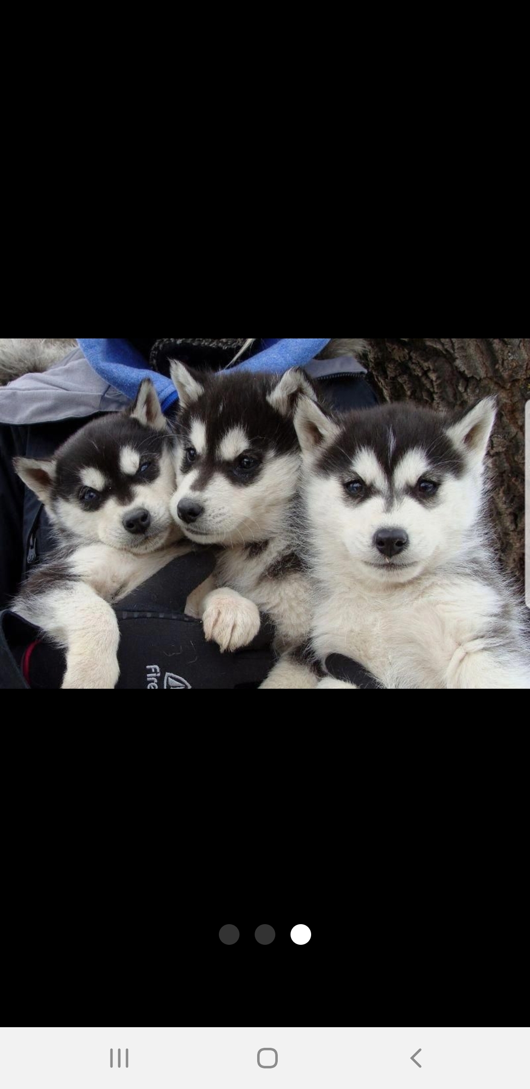 male and female Siberian husky puppies