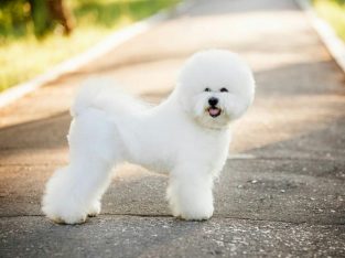 Bichon frise puppies for sale in California