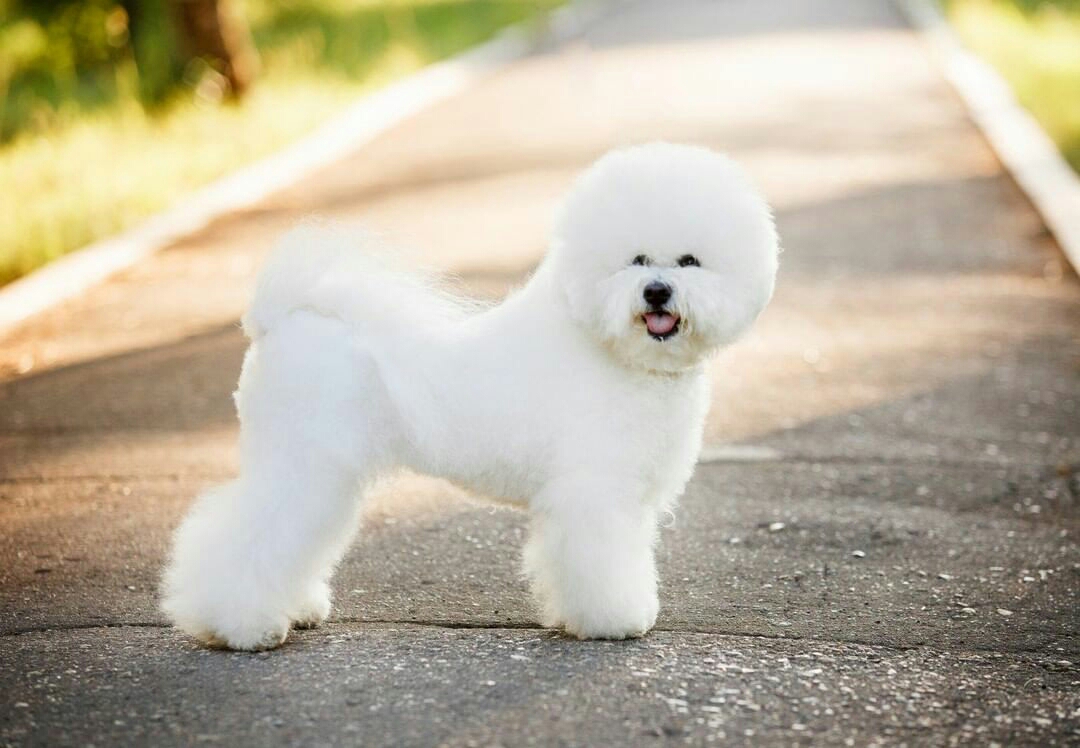 Bichon frise puppies for sale in California