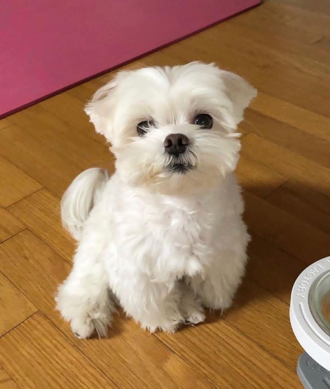 cute maltese puppies for sale/adoption