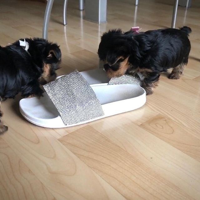Cute male and female tea cup yorkie puppies available